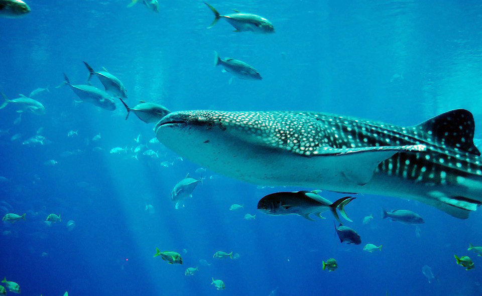 Adventure with whale sharks in South Africa