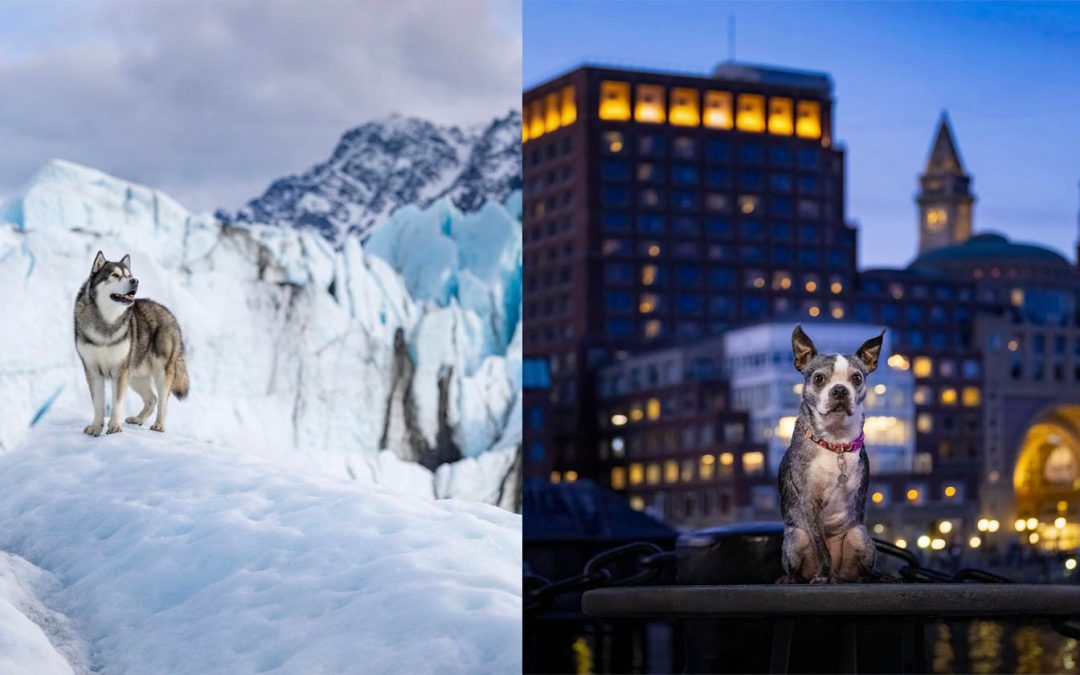 Photographer Travels the World Capturing Dogs in Their Ancestral Homeland