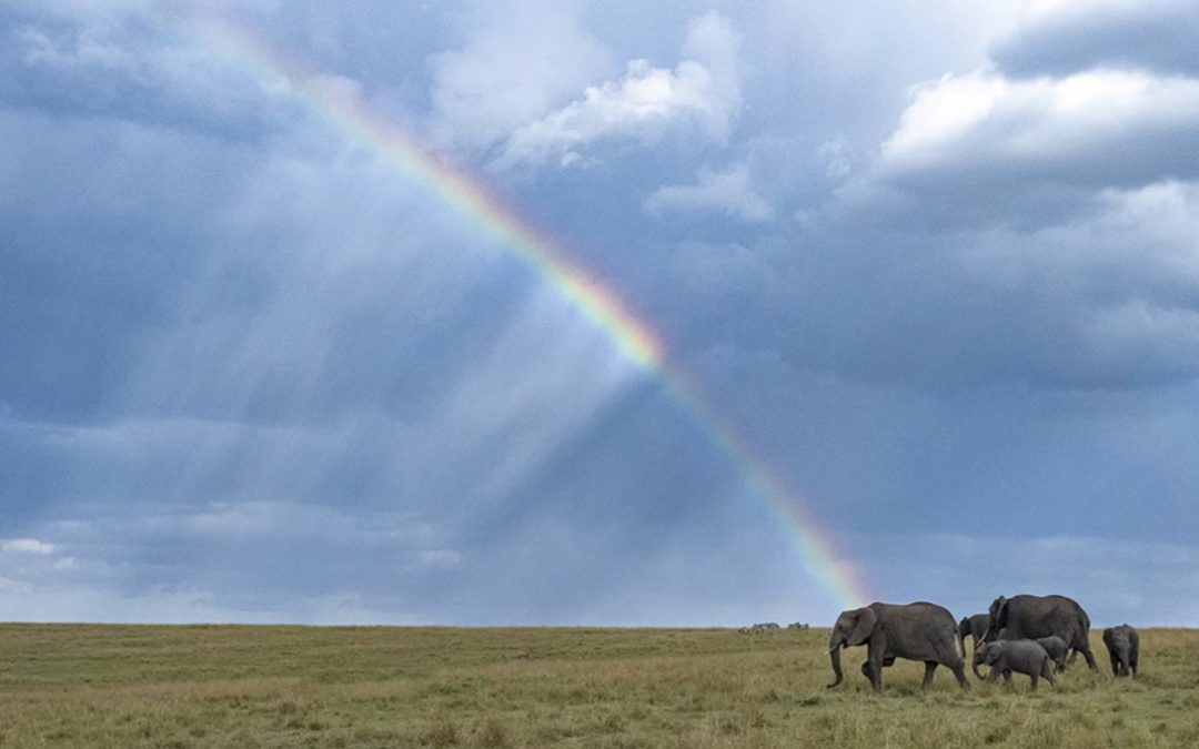 Essential Tips for Shooting Wildlife in Wet Weather