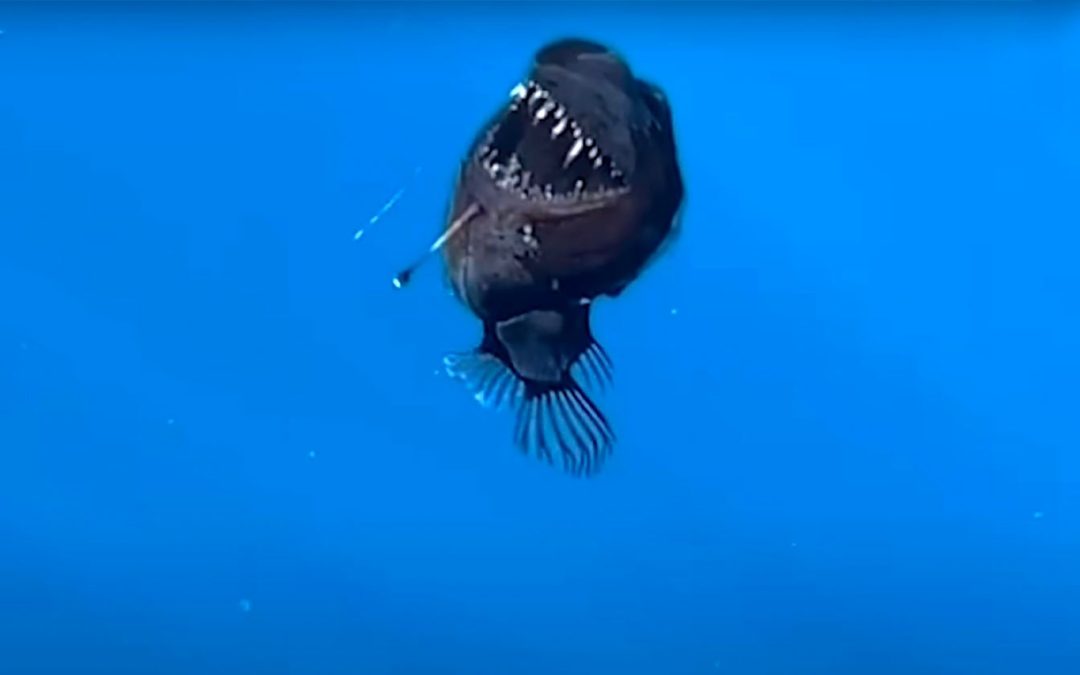 Ultra-Rare Footage of Black Seadevil Anglerfish Swimming Near Surface