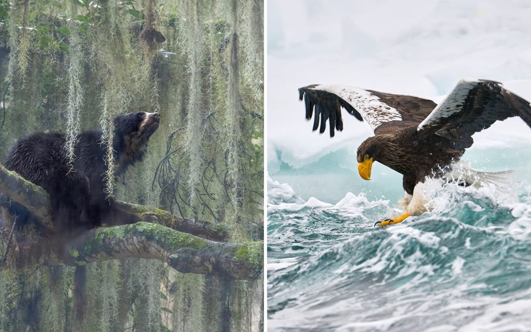 The Powerful Winning Photos From the Nature inFocus Awards 2024