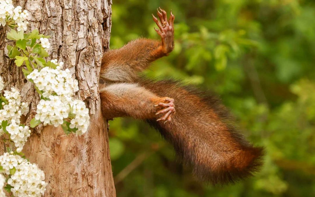 Hilarious Photo of Stuck Squirrel Wins Comedy Wildlife Awards