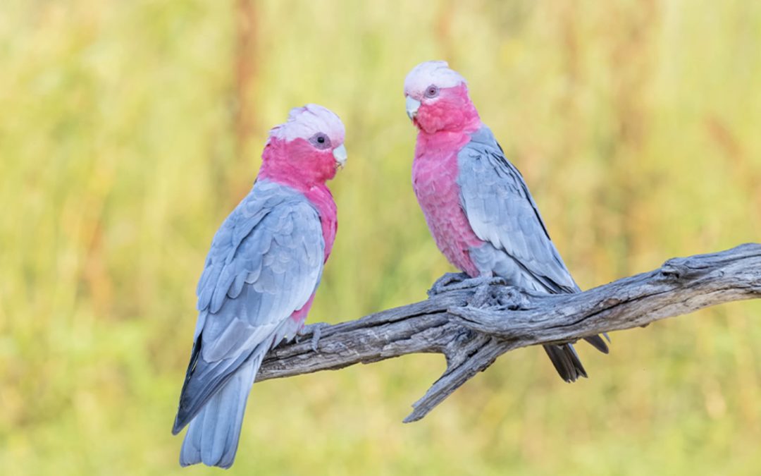 The Secret to Capturing Stunning Wildlife Photos