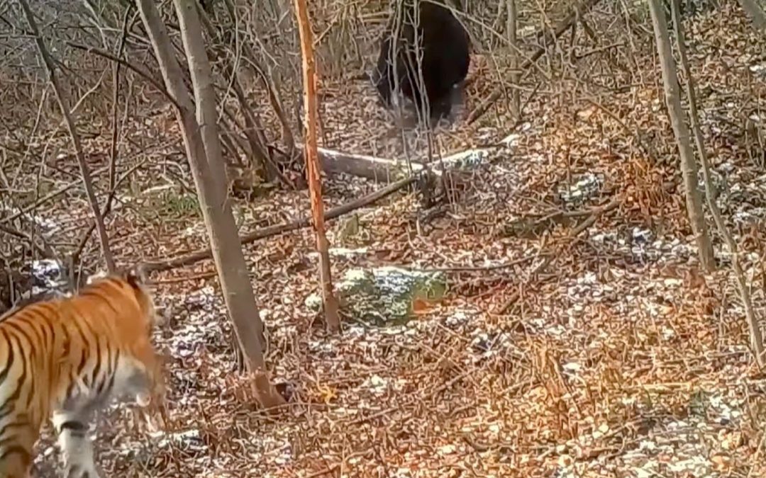 Scientists Share Chilling Footage of Siberian Tigers Hunting Bears