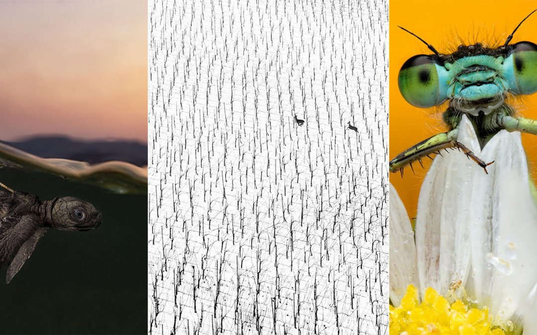 World Nature Photography Awards 2025 Winners Capture Nature’s Jaw-Dropping Beauty