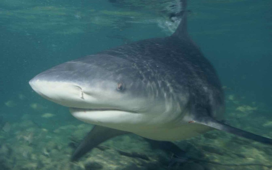 Woman Loses Both Hands After Trying to Take Selfie With Shark